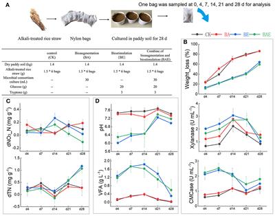 Unveiling the driving role of pH on community stability and function during lignocellulose degradation in paddy soil